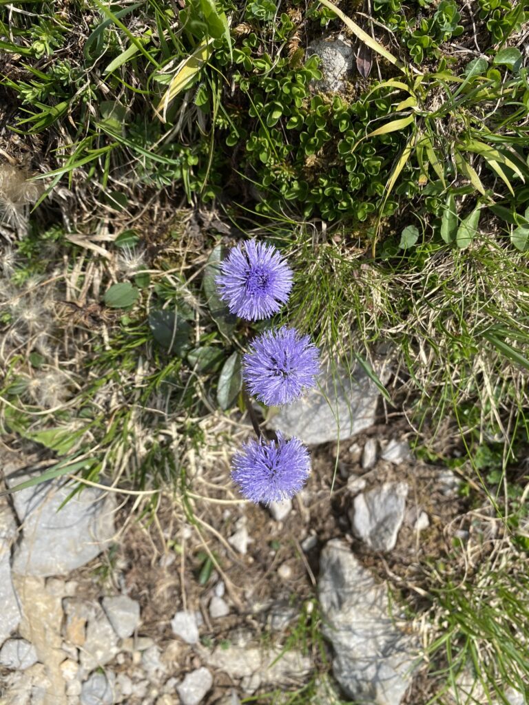 Bild von Blumen