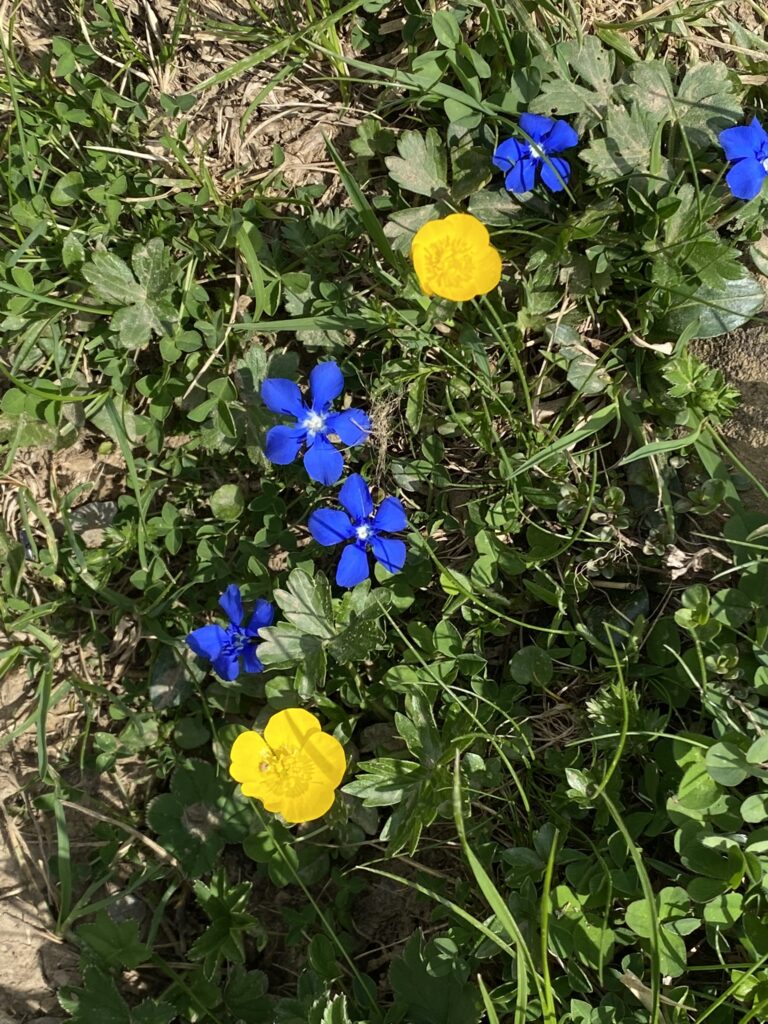 Bild von Blumen