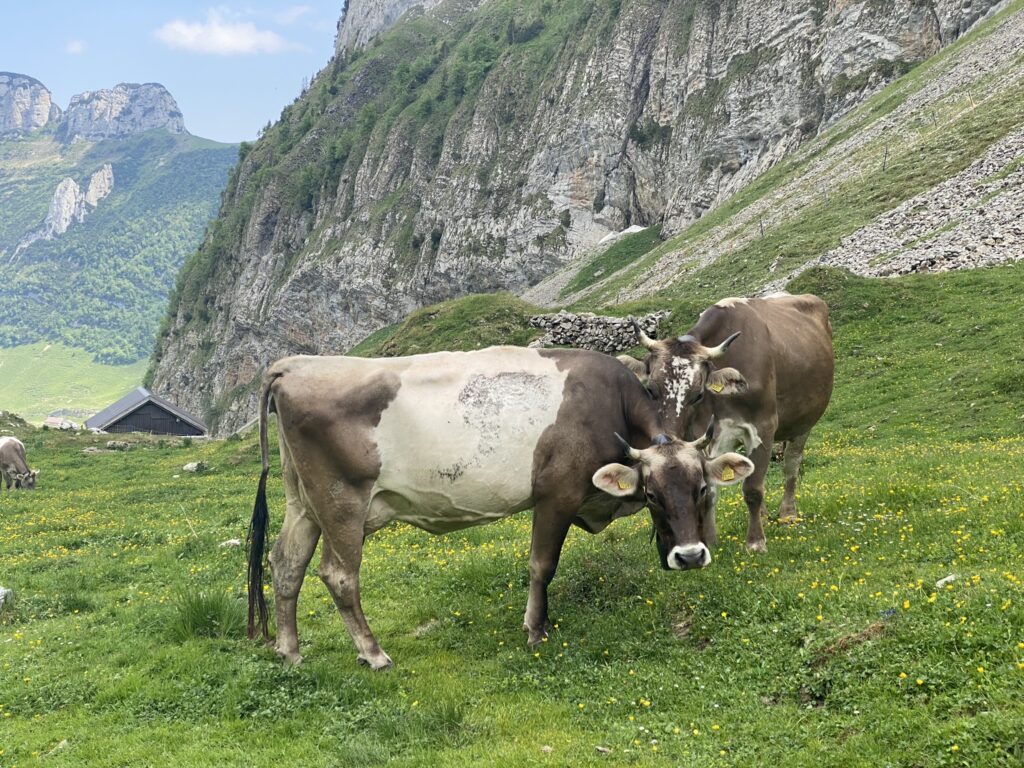 Bild von Kühen