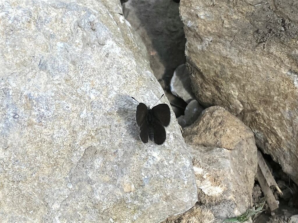 Bild eines Schmetterlings