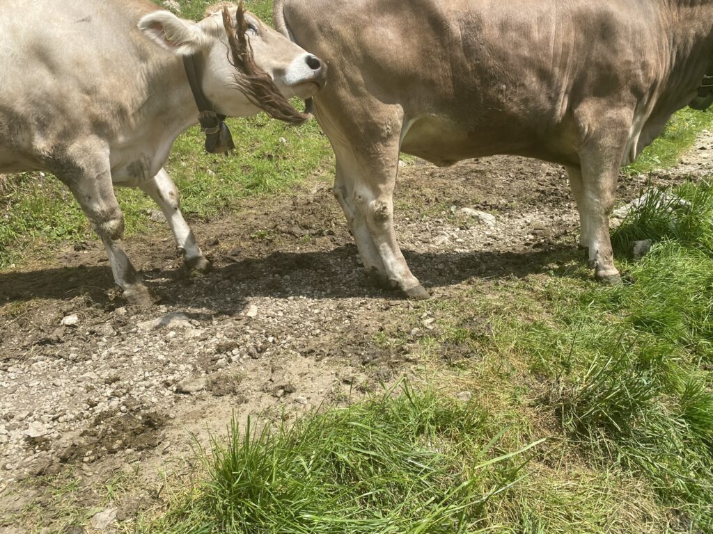 Bild von Kühen