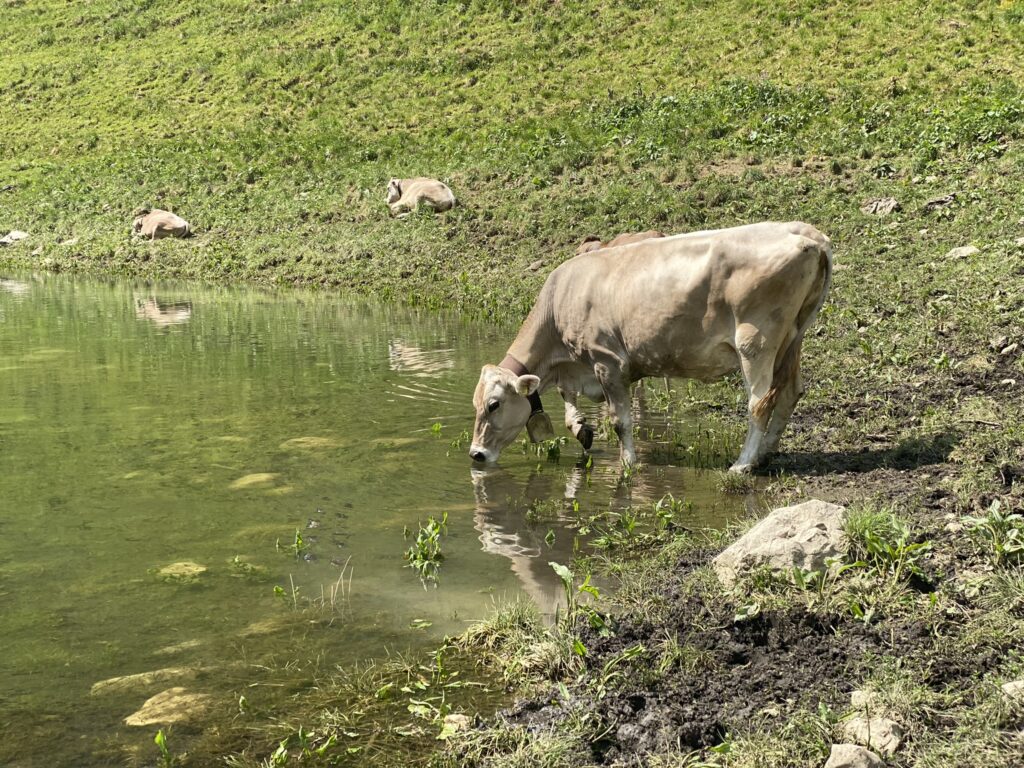 Bild einer Kuh am Fälensee