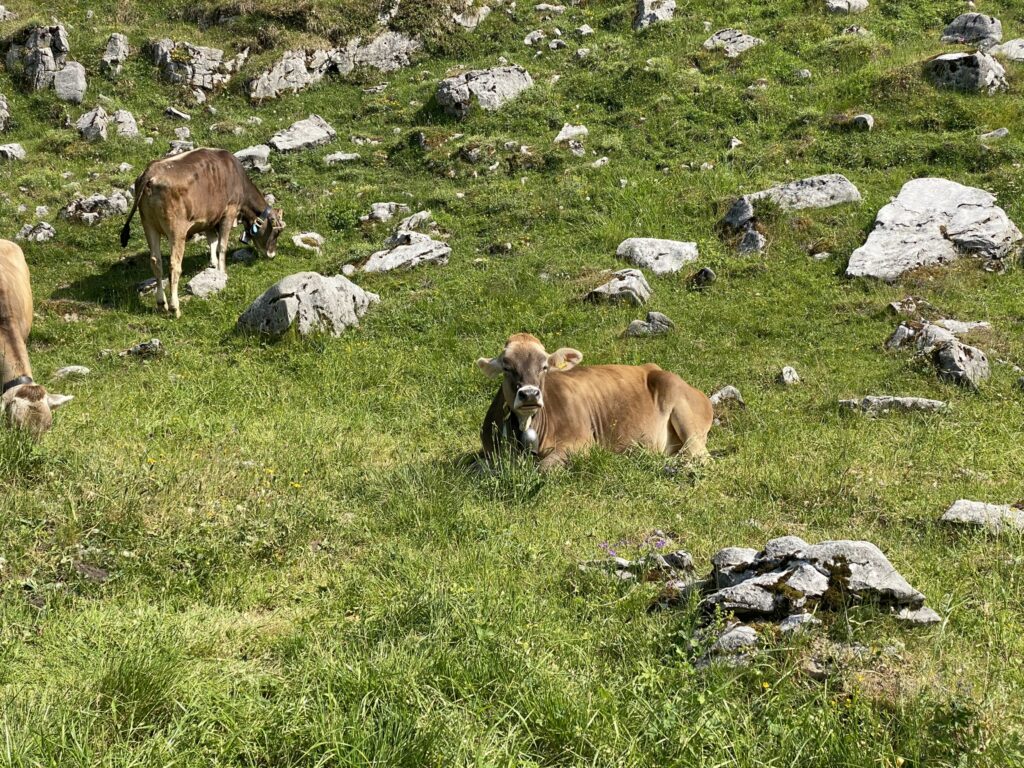 Bild von Kühen