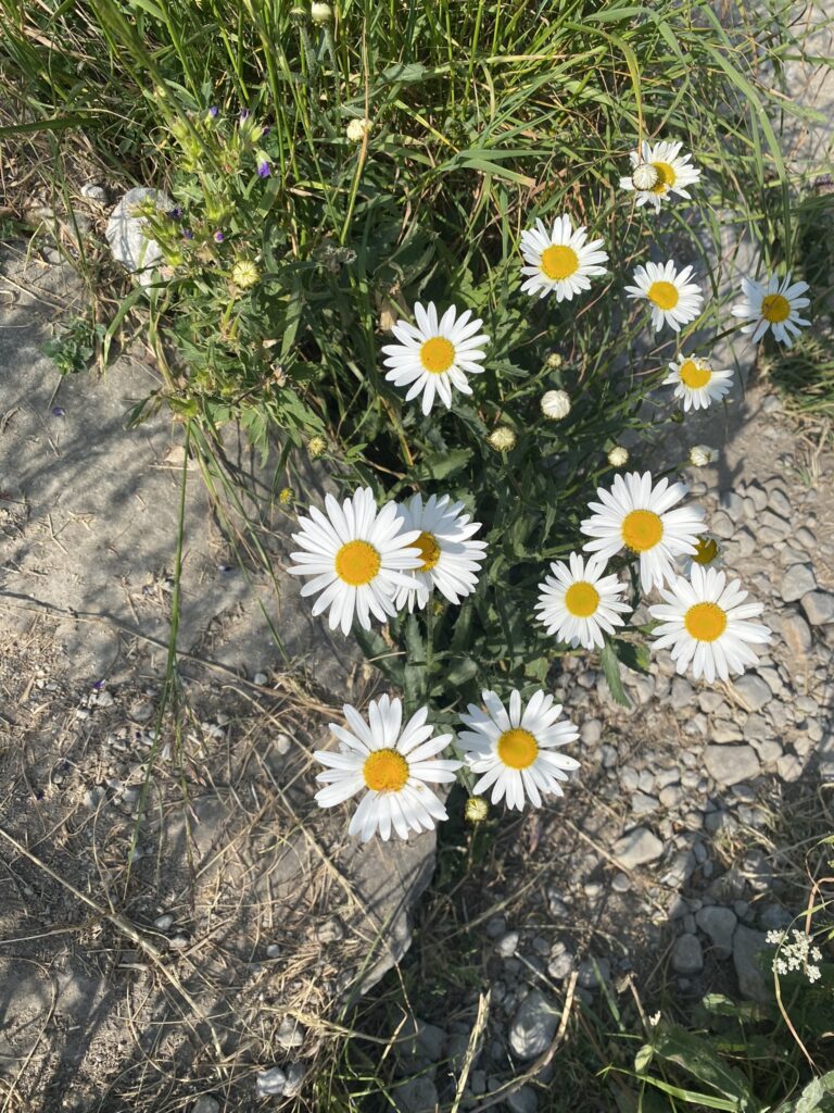 Bild von Blumen
