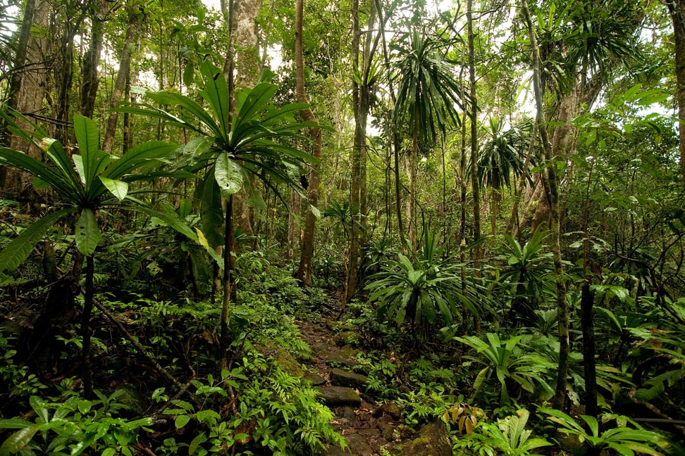 Bild des Masoala Nationalpark auf Madagaskar