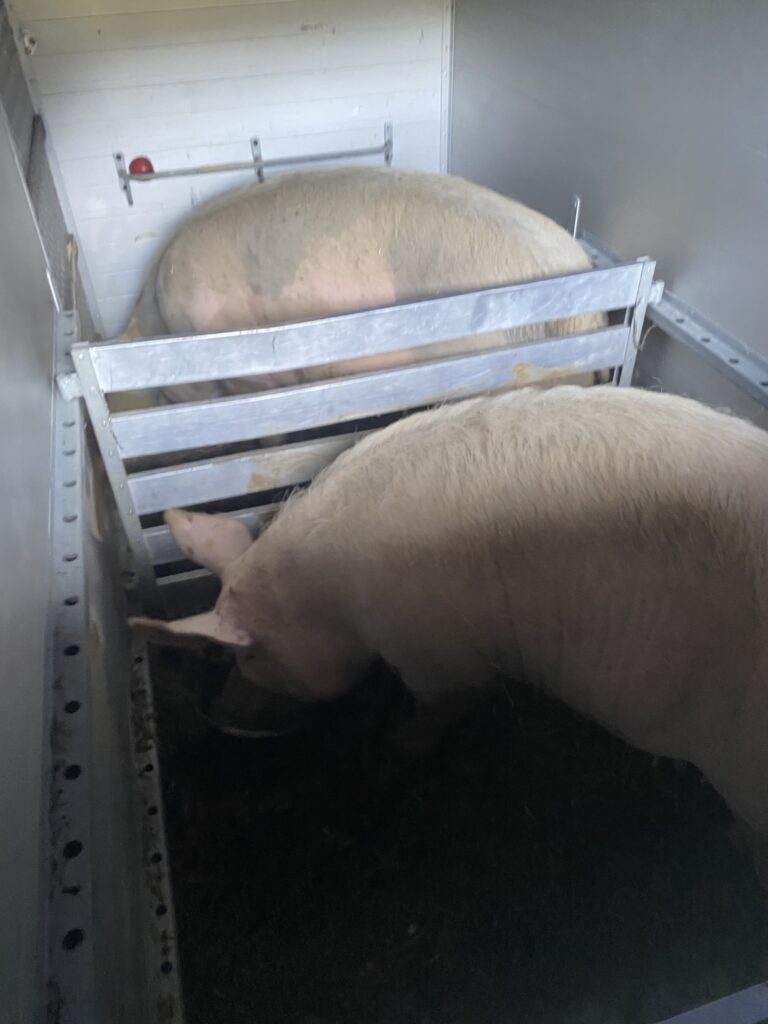Bild der Schweine Balu und Rosi