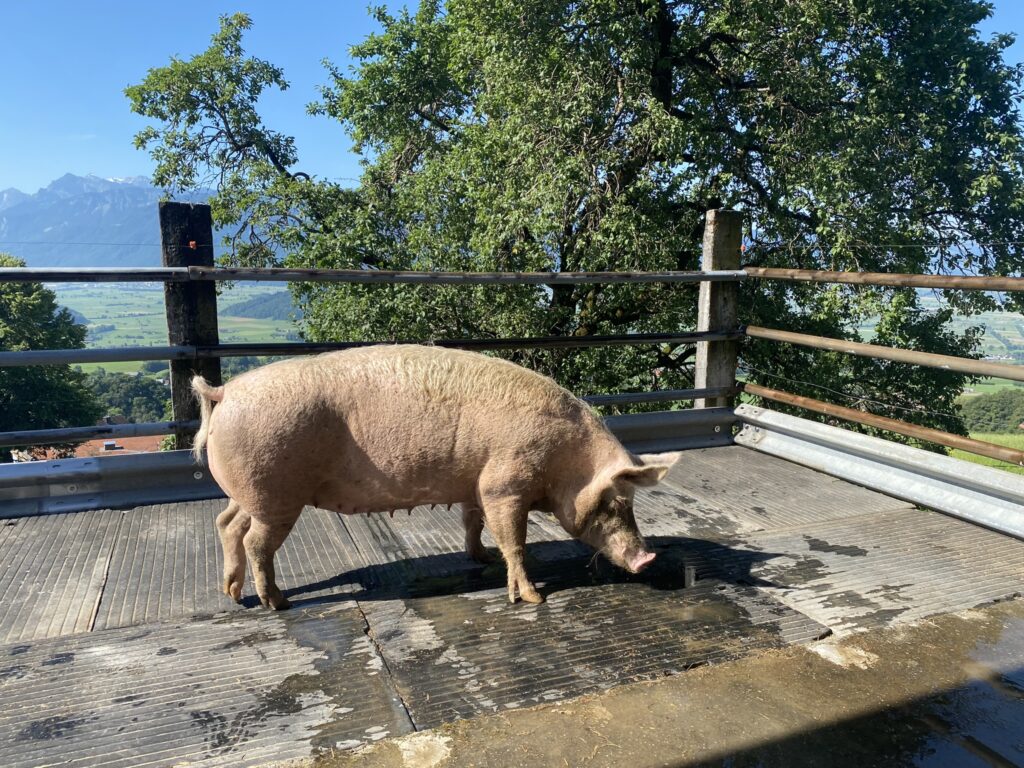 Bild des Schweines Rosi