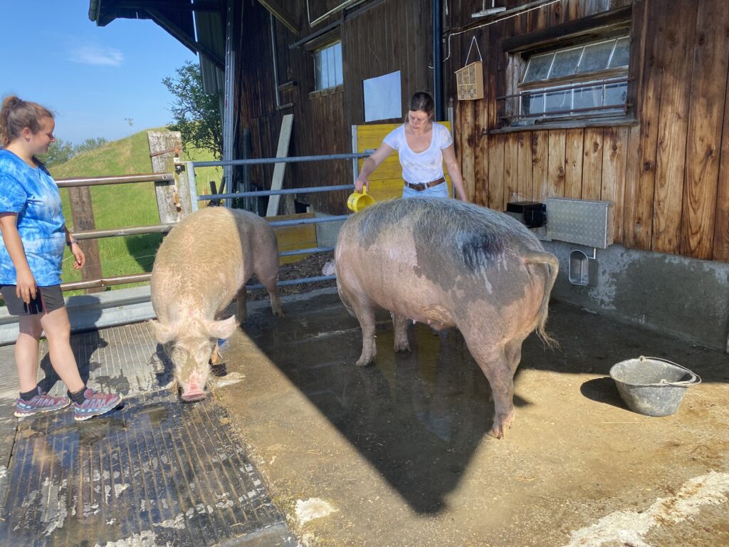 Bild der Schweine Balu und Rosi