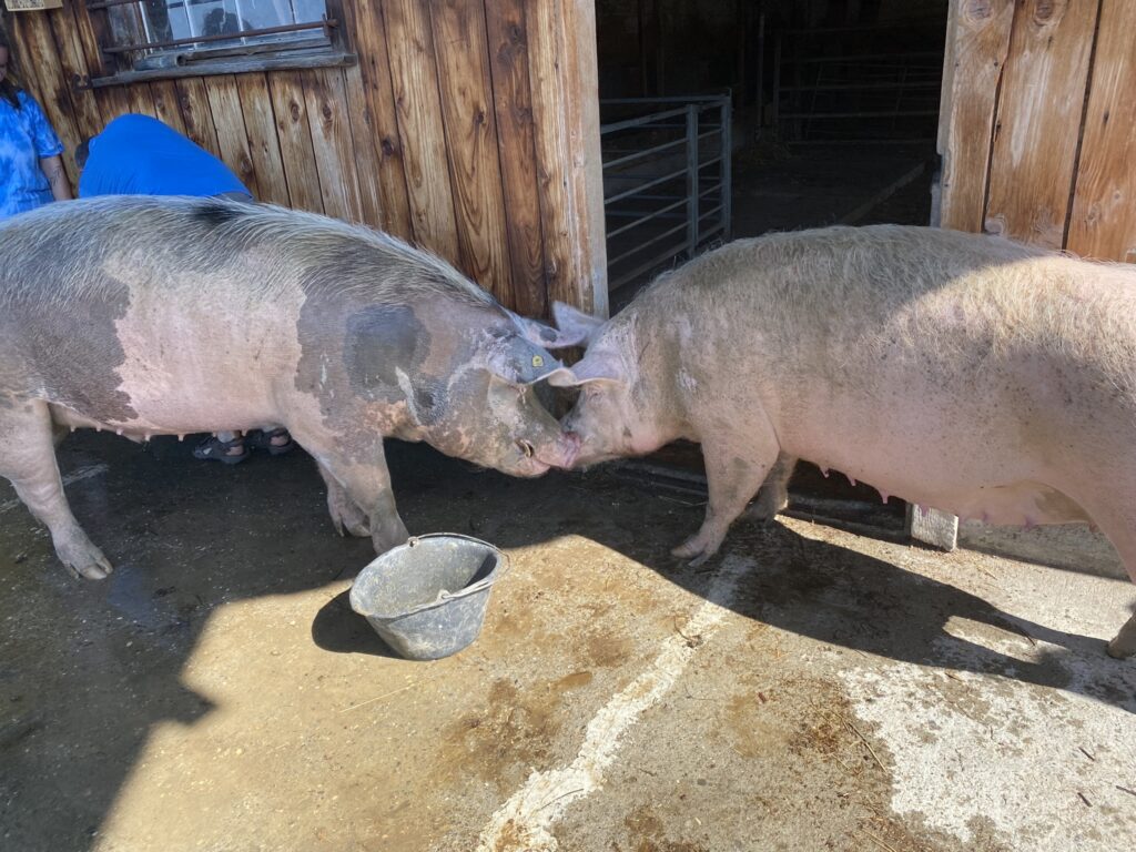 Bild der Schweine Balu und Rosi