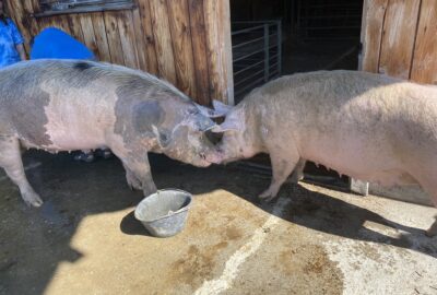 Bild der Schweine Balu und Rosi