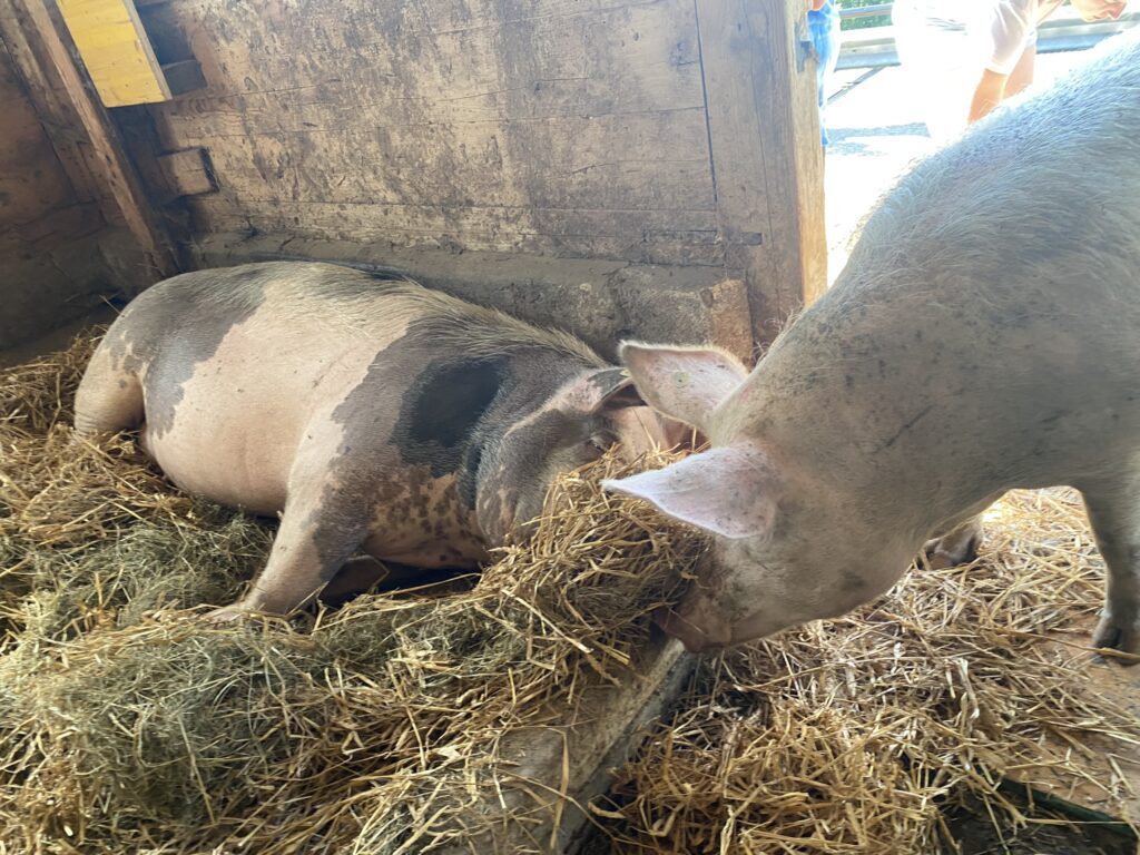 Bild der Schweine Balu und Rosi