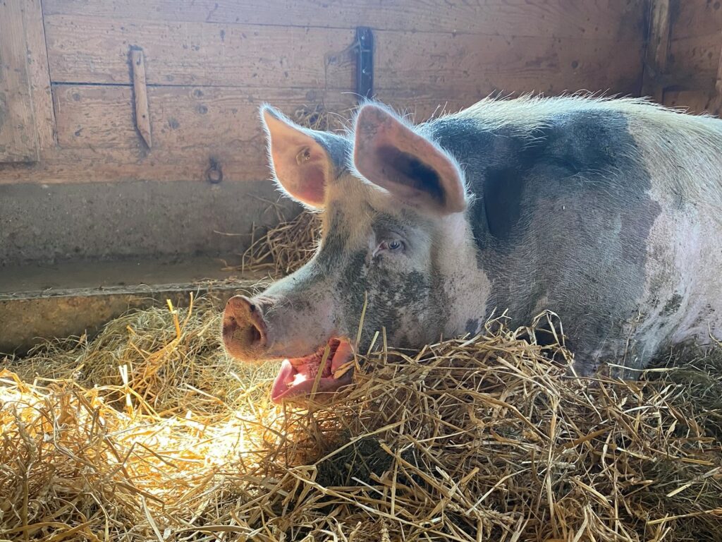 Bild des Schweines Balu