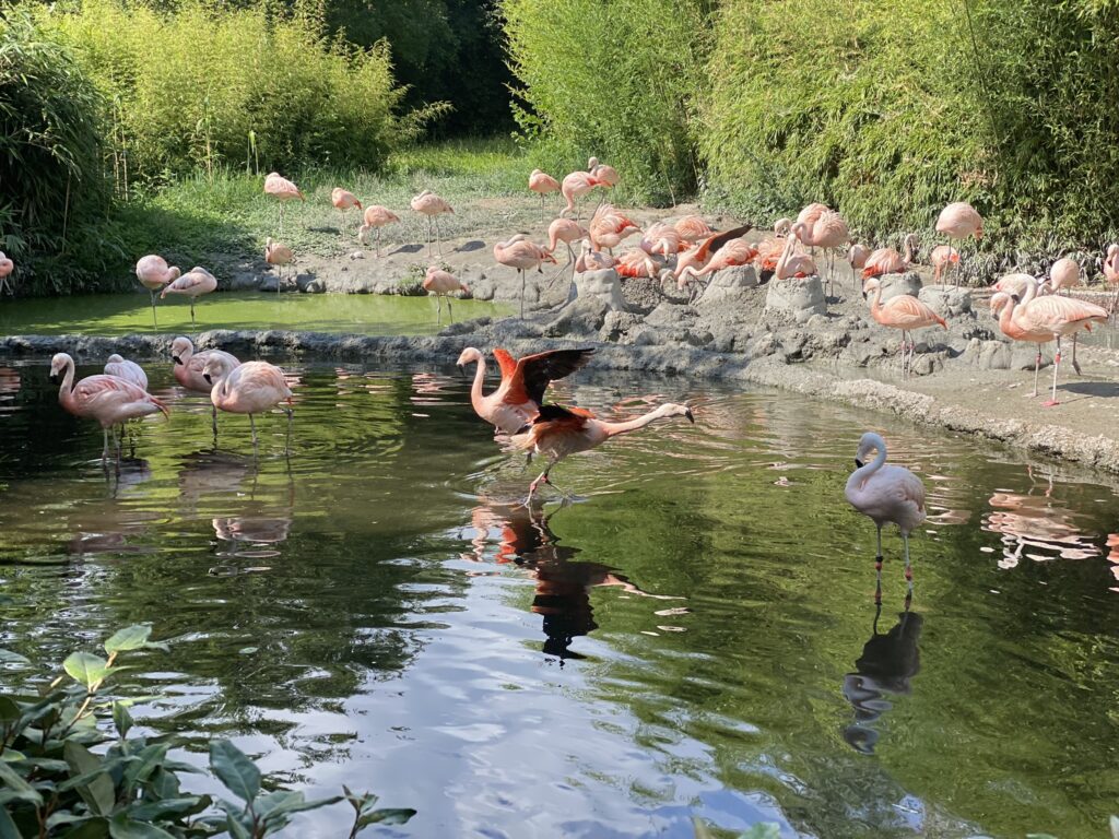 Bild der Chileflamingos im Zoo Zürich