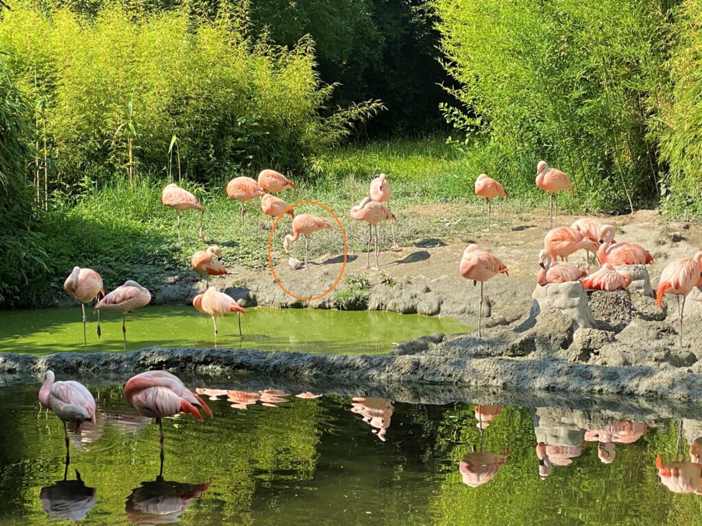 Bild der Chileflamingos im Zoo Zürich