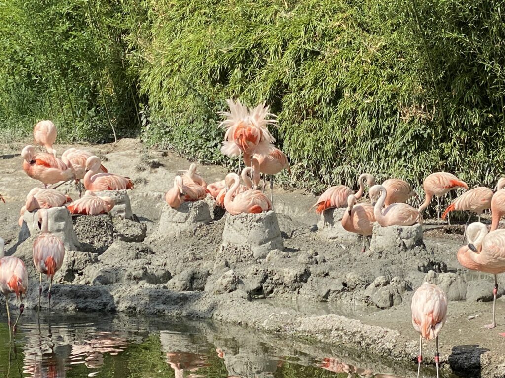 Bild der Chileflamingos im Zoo Zürich