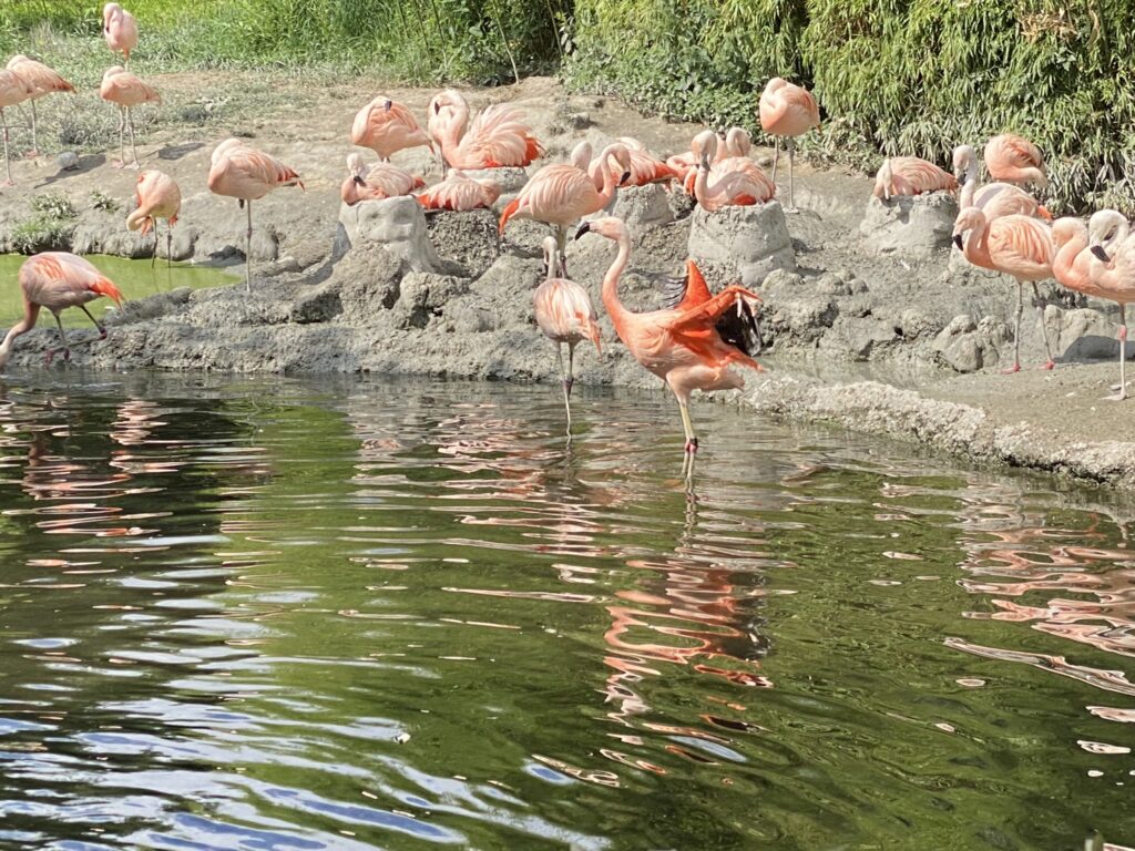 Bild der Chileflamingos im Zoo Zürich