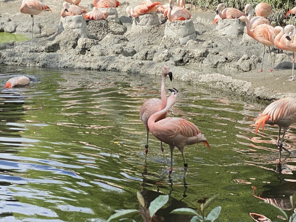 Bild der Chileflamingos im Zoo Zürich