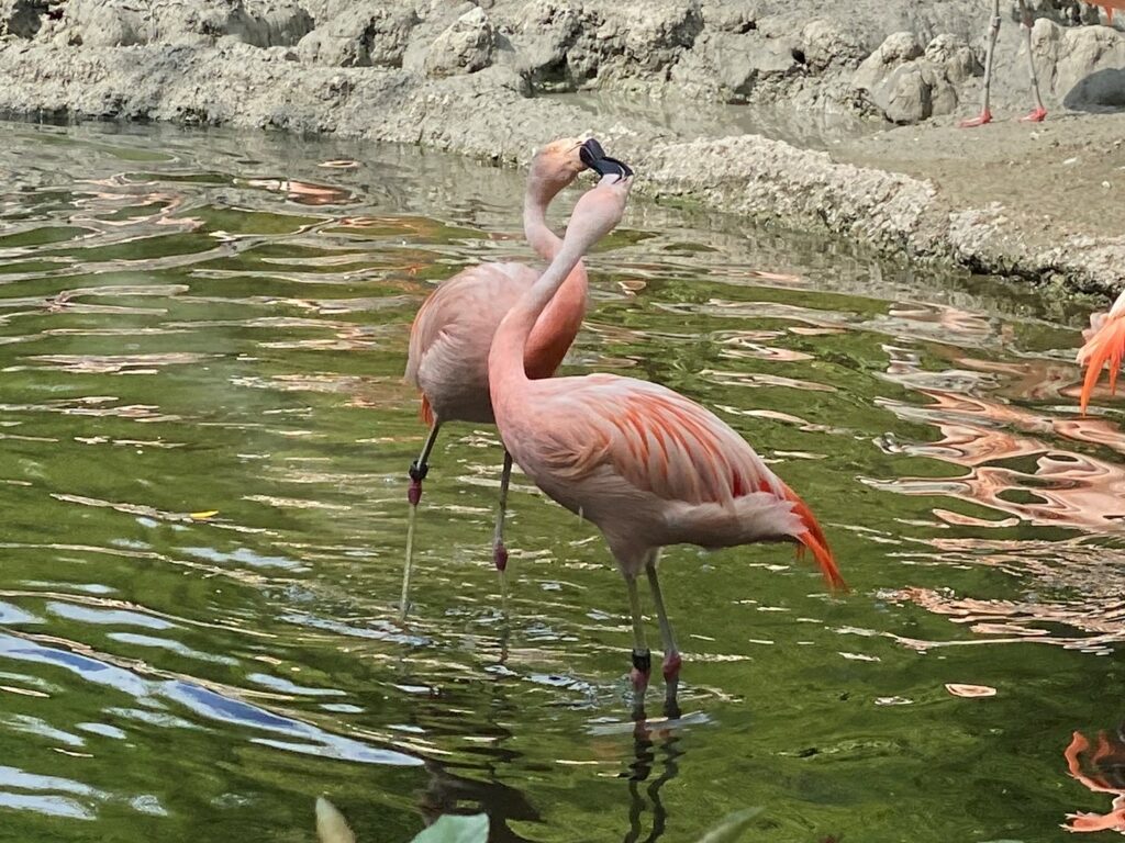 Bild der Chileflamingos im Zoo Zürich