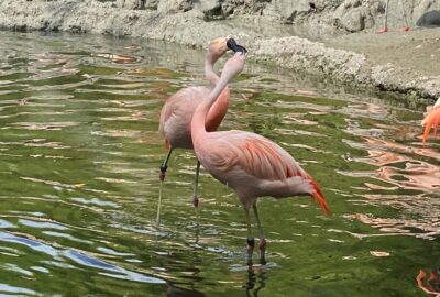 Bild der Chileflamingos im Zoo Zürich