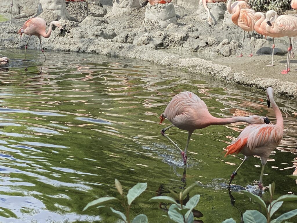 Bild der Chileflamingos im Zoo Zürich