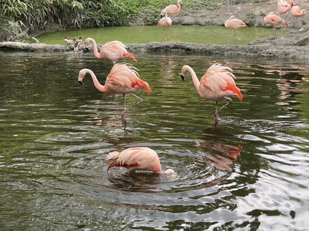Bild der Chileflamingos im Zoo Zürich