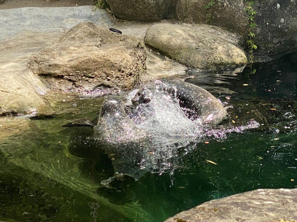 Bild der Seehunde im Zoo Zürich