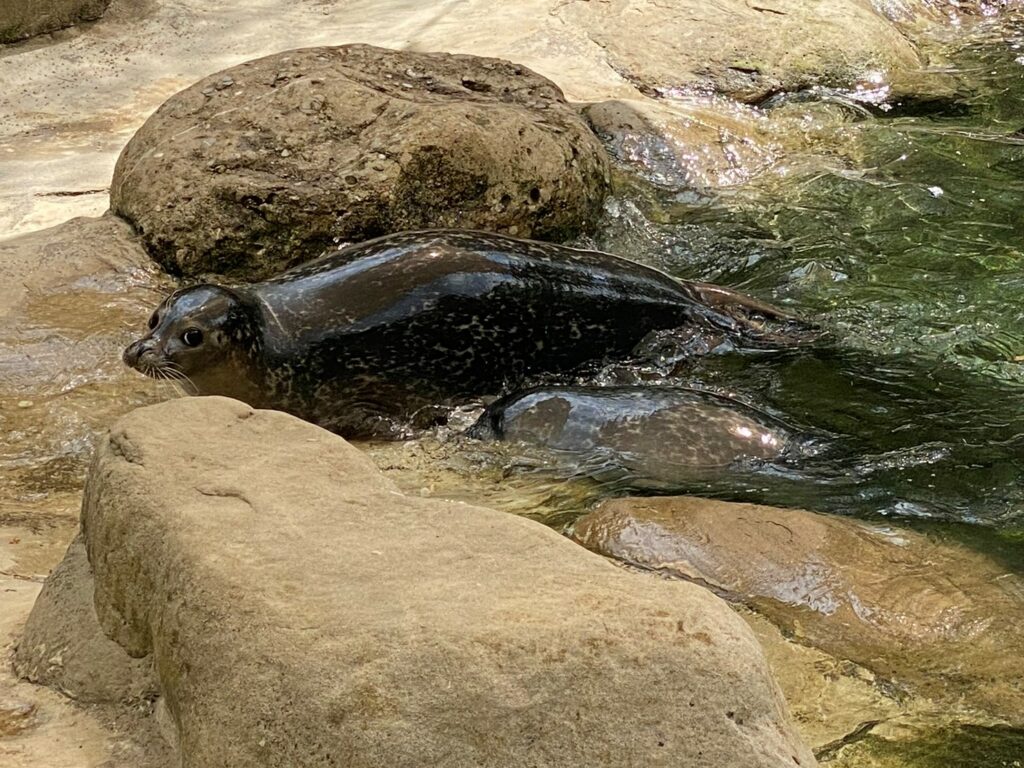 Bild der Seehunde im Zoo Zürich