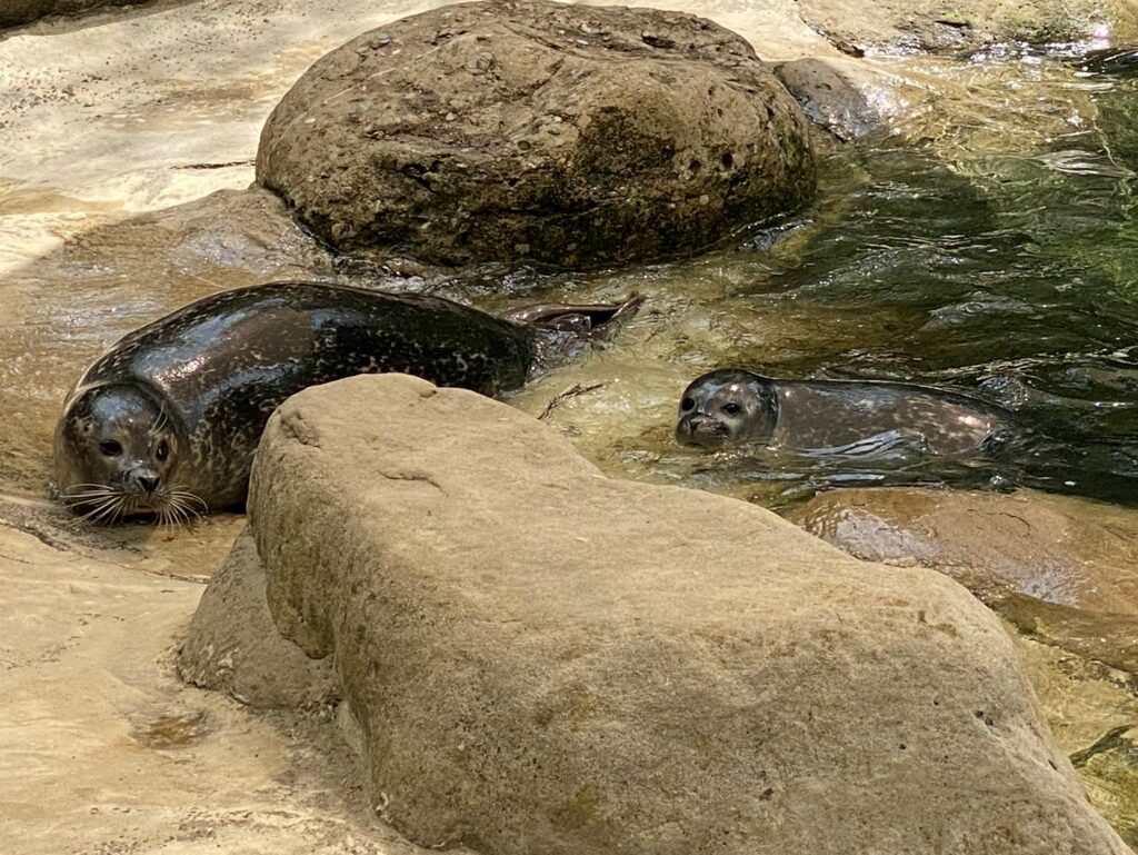 Bild der Seehunde im Zoo Zürich