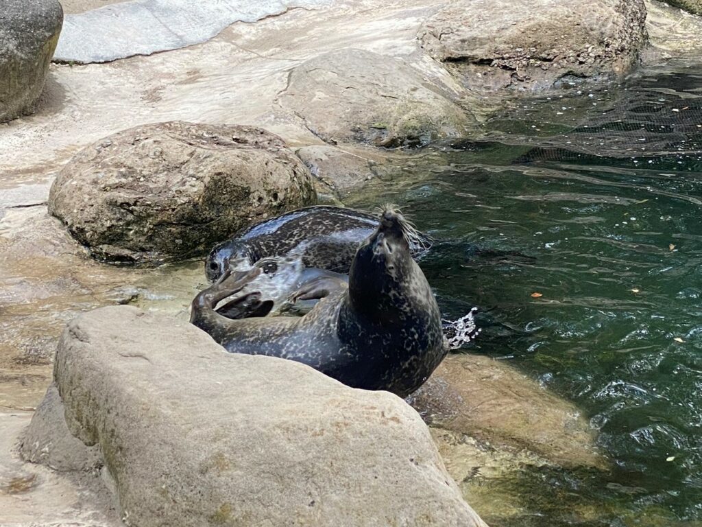 Bild der Seehunde im Zoo Zürich