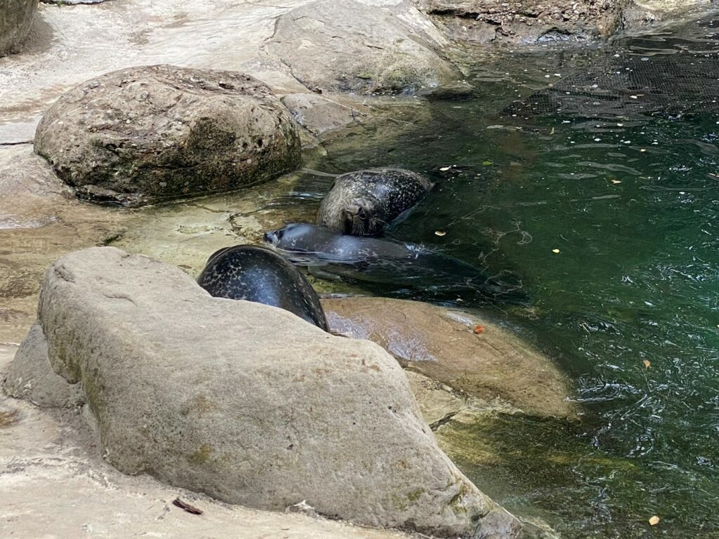 Bild der Seehunde im Zoo Zürich