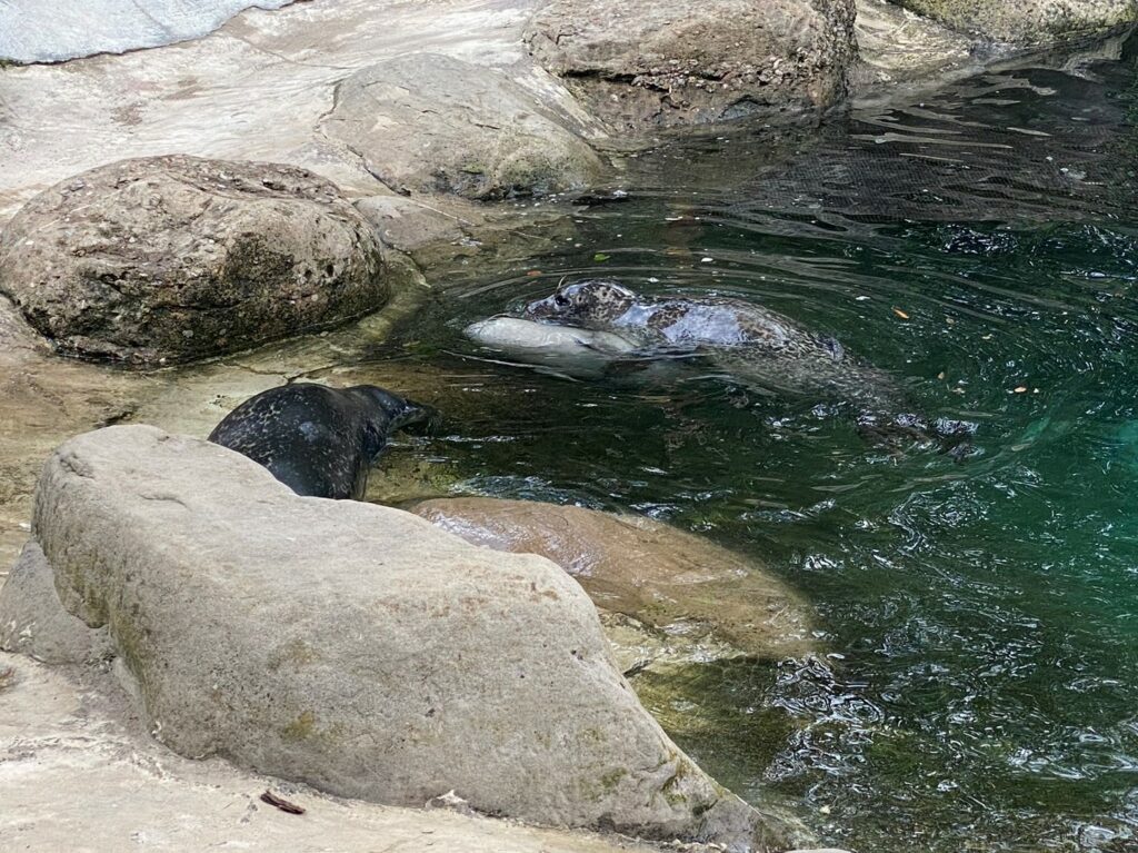 Bild der Seehunde im Zoo Zürich