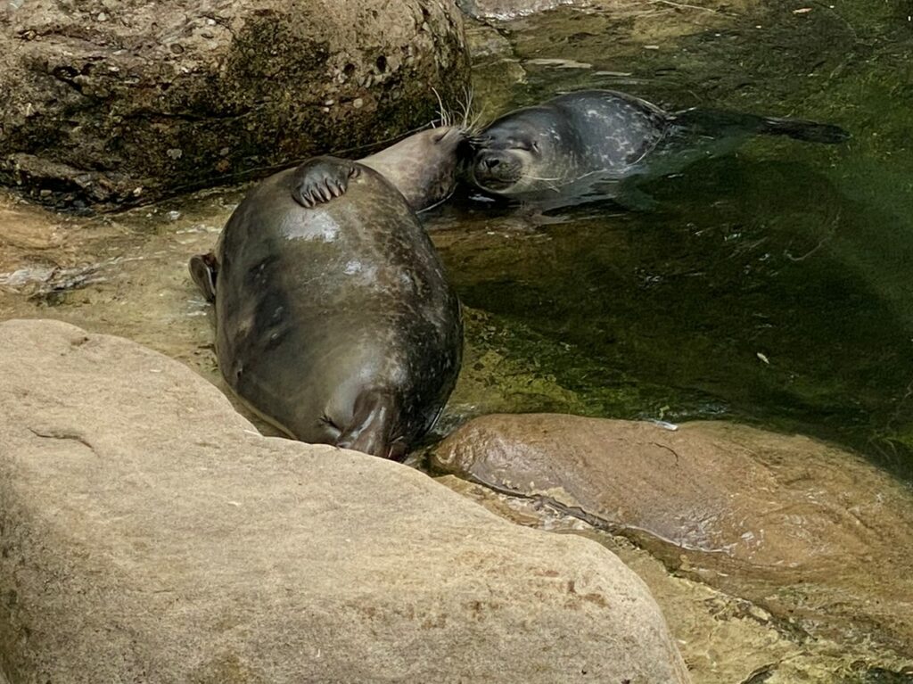 Bild der Seehunde im Zoo Zürich