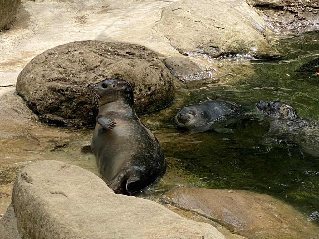 Bild der Seehunde im Zoo Zürich