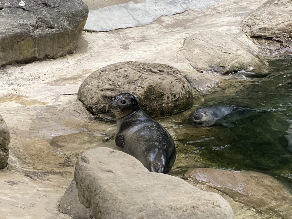 Bild der Seehunde im Zoo Zürich