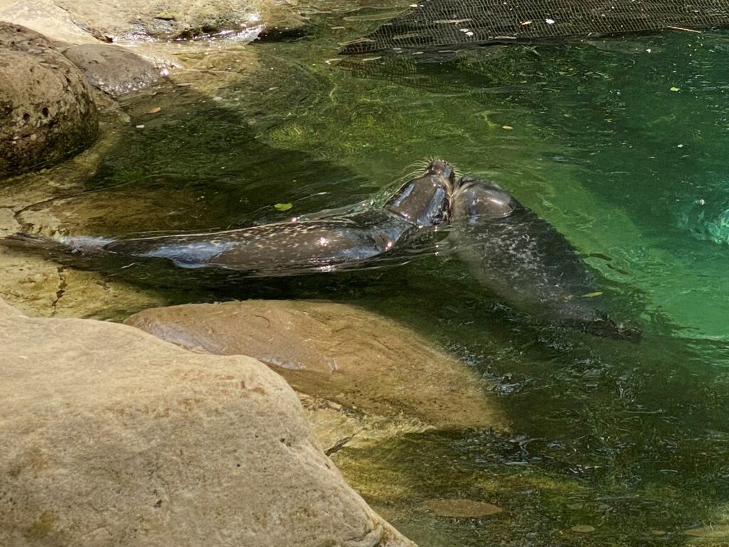 Bild der Seehunde im Zoo Zürich