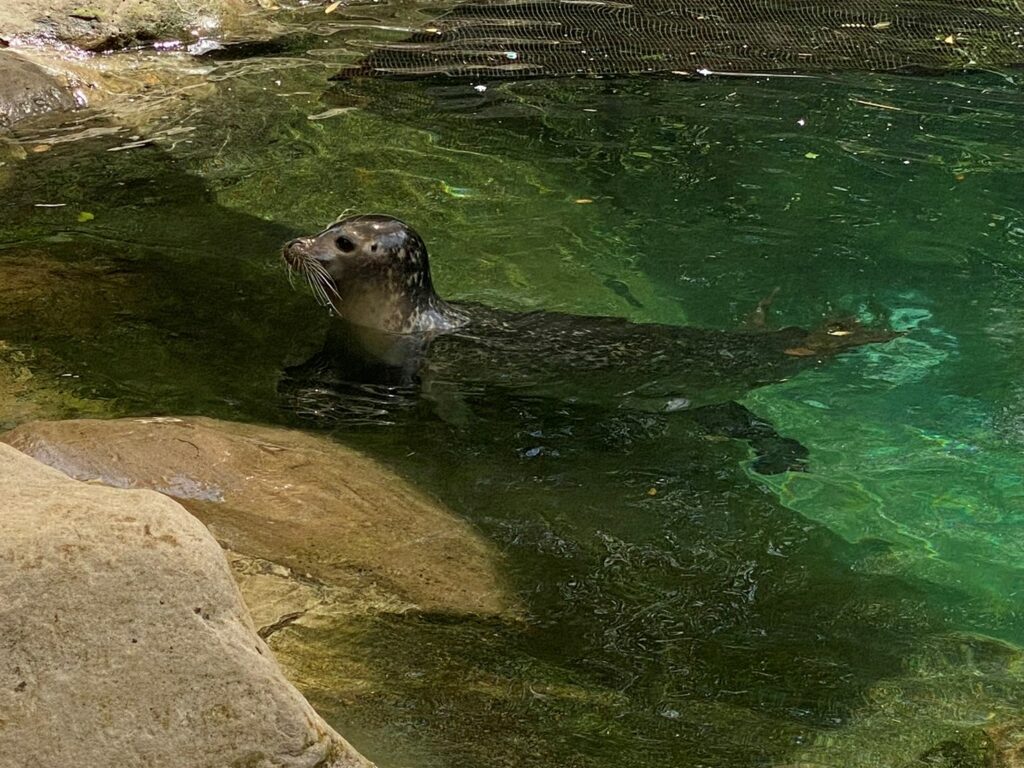 Bild der Seehunde im Zoo Zürich