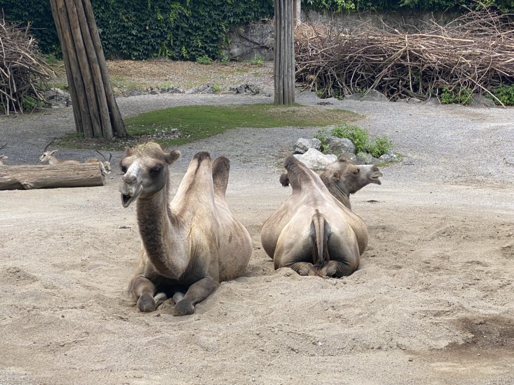 Bild der Trampeltiere