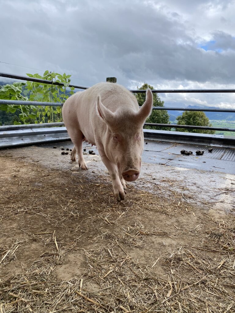 Bild von Säuli Rosi