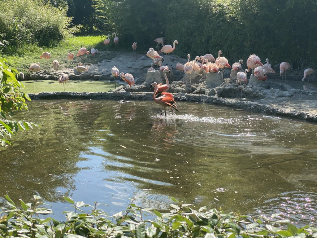 Bild der Chileflamingos im Zoo Zürich