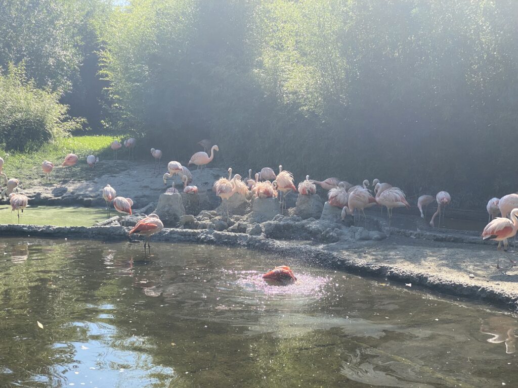 Bild der Chileflamingos im Zoo Zürich