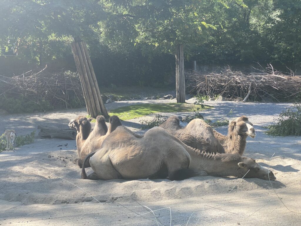Bild der Trampeltiere im Zoo Zürich