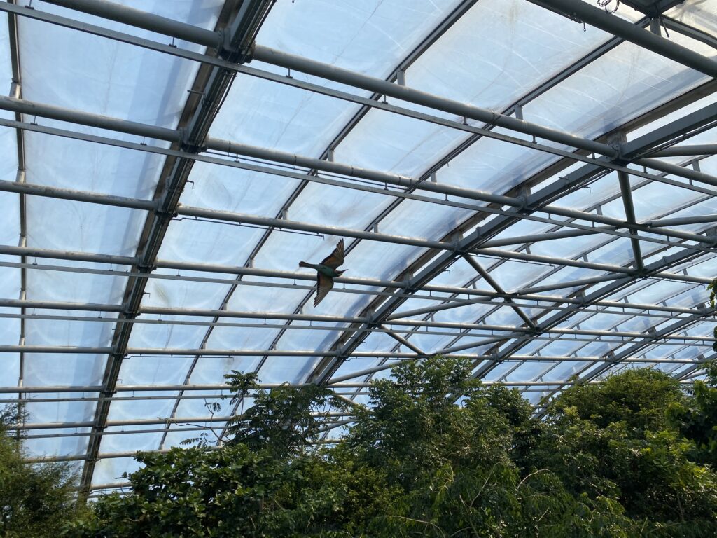 Bild des Europäischen Bienenfressers im Zoo Zürich