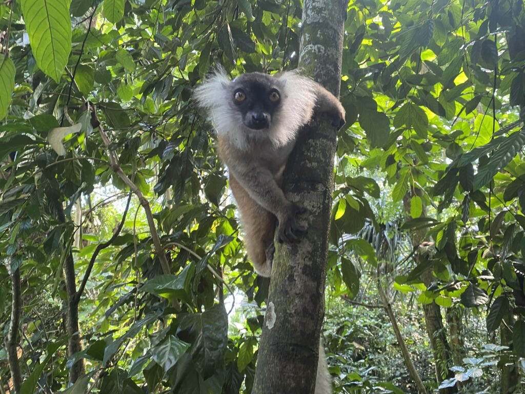 Bild des Mohrenmakis im Zoo Zürich