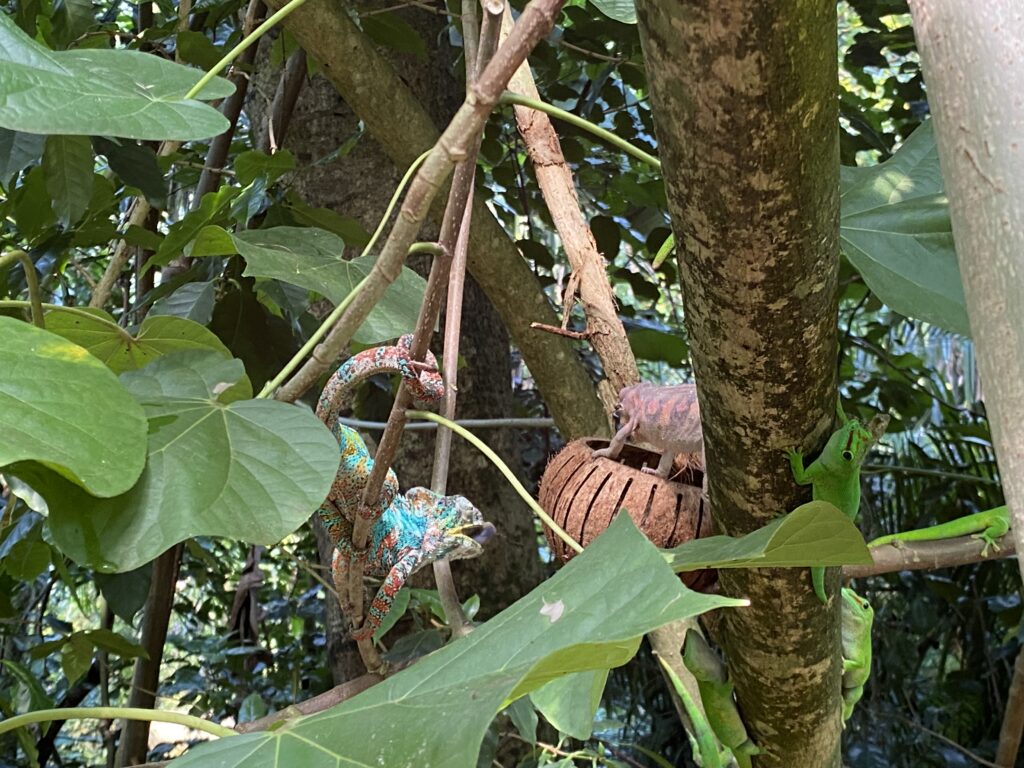 Bild des Pantherchamäleons im Zoo Zürich