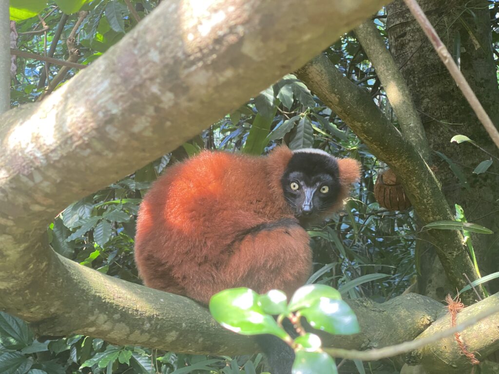 Bild des Roten Vari im Zoo Zürich