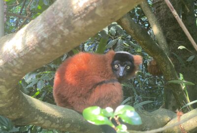 Bild des Roten Vari im Zoo Zürich