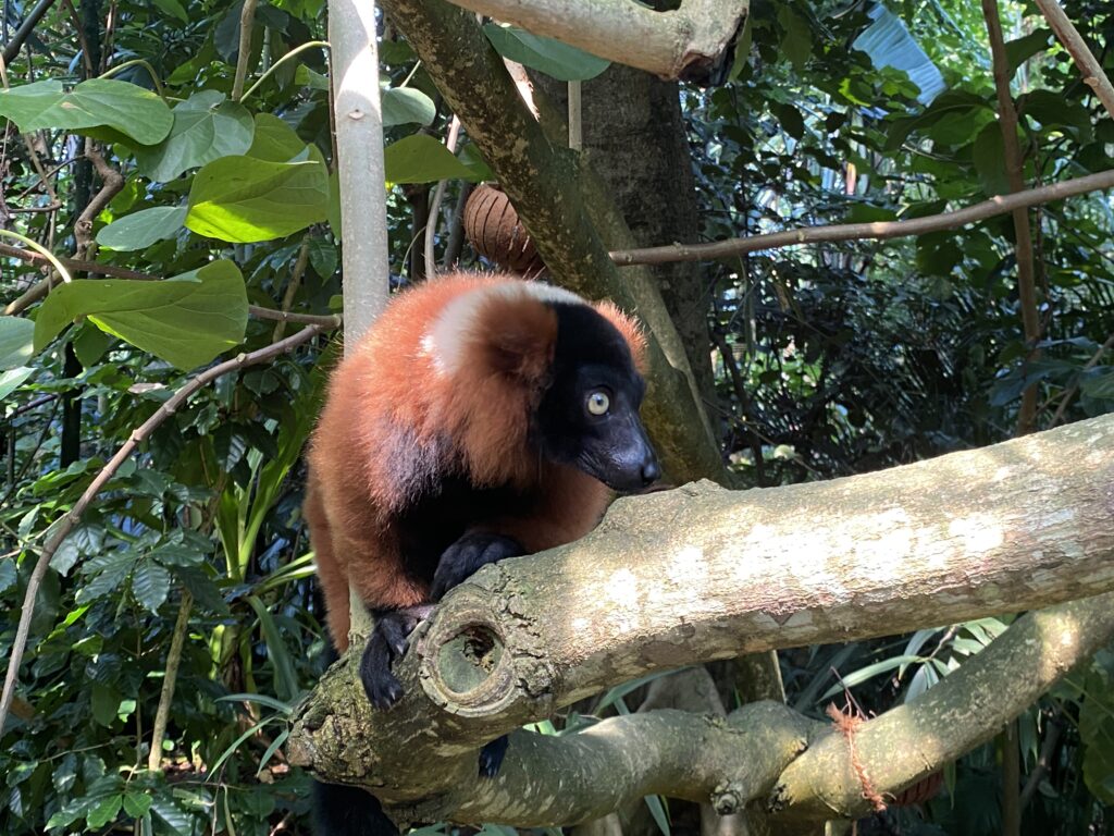 Bild des Roten Vari im Zoo Zürich