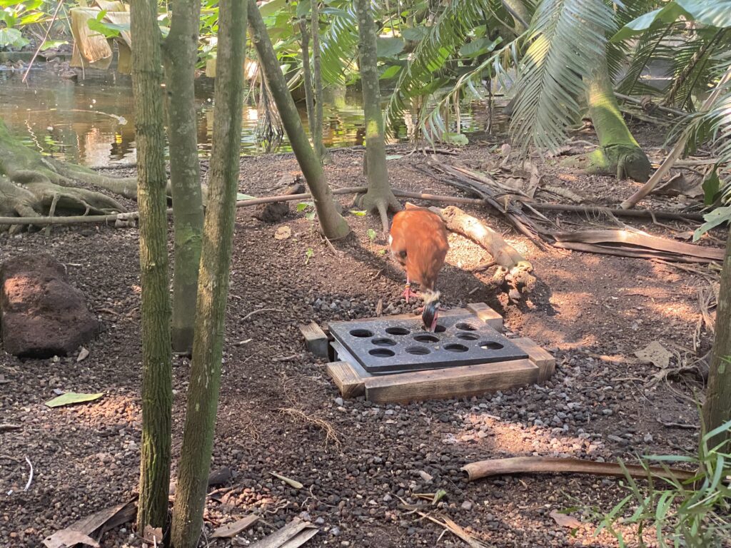 Bild des Mähnenibis im Zoo Zürich