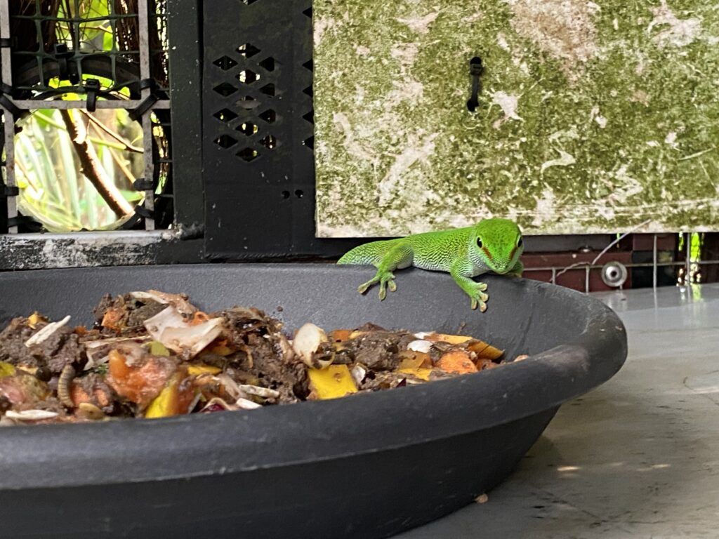 Bild des Grossen Madagaskar-Taggeckos im Zoo Zürich