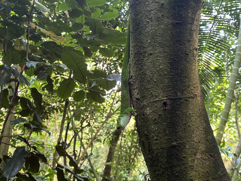 Bild des Grossen Madagaskar-Taggeckos im Zoo Zürich